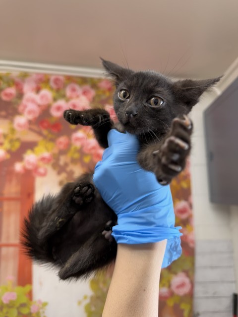 Shelter Stray Female Cat last seen WABASH X WATERMAN, 333 Chandler Pl, San Bernardino, CA 92408, USA