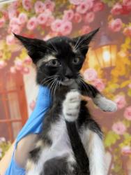 Shelter Stray Female Cat last seen WABASH X WATERMAN, 333 Chandler Pl, San Bernardino, CA 92408, USA