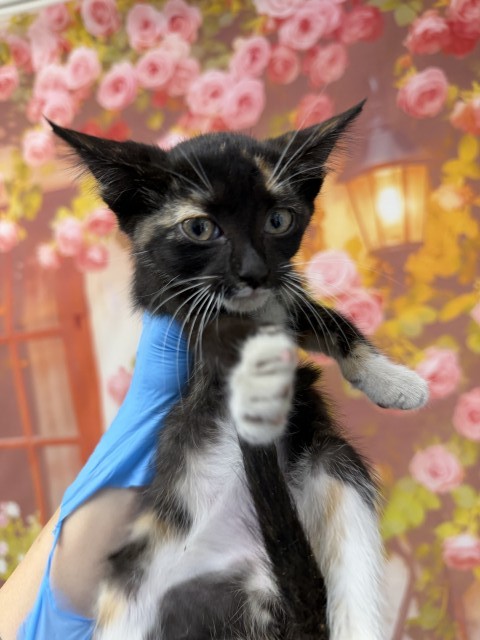 Shelter Stray Female Cat last seen WABASH X WATERMAN, 333 Chandler Pl, San Bernardino, CA 92408, USA