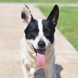 Shelter Stray Female Dog last seen Near BLOCK OF MONTEREY, 4710 TX-151, San Antonio, TX 78227, USA