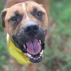 Shelter Stray Male Dog last seen Near BLOCK GILLESPIE, 4710 TX-151, San Antonio, TX 78227, USA