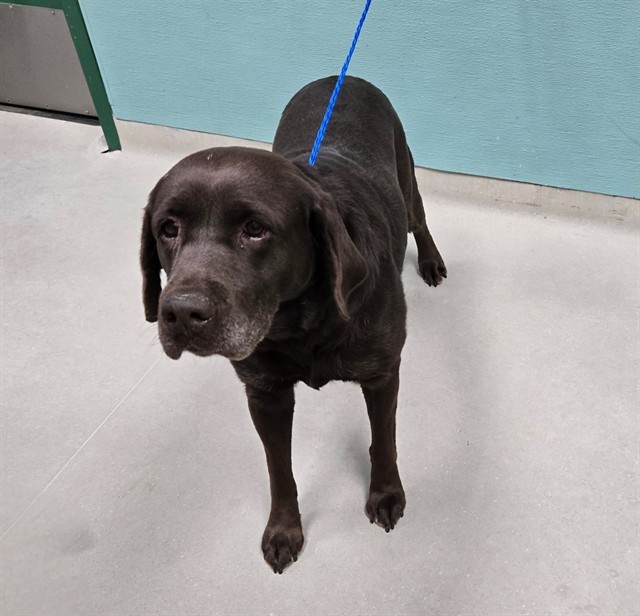 Shelter Stray Female Dog last seen Near G ST, SPARKS NV 89431, 2825 Longley Ln Suite A, Reno, NV 89502, USA