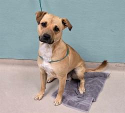 Shelter Stray Male Dog last seen 2ND / CENTER ST, RENO NV 89501, 2825 Longley Ln Suite A, Reno, NV 89502, USA