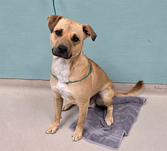 Shelter Stray Male Dog last seen 2ND / CENTER ST, RENO NV 89501, 2825 Longley Ln Suite A, Reno, NV 89502, USA