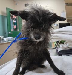 Shelter Stray Female Dog last seen Near BLOCK PARKVIEW ST, RENO NV 89502, 2825 Longley Ln Suite A, Reno, NV 89502, USA