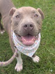 Shelter Stray Male Dog last seen Near BLOCK ANVERS, 2020 Forest St, Jacksonville, FL 32204, USA