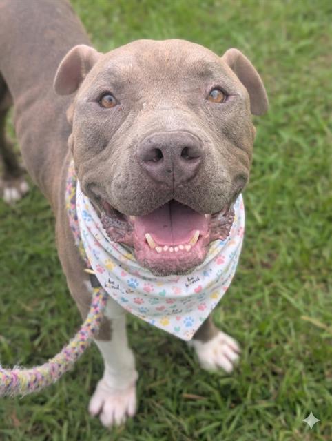 Shelter Stray Male Dog last seen Near BLOCK ANVERS, 2020 Forest St, Jacksonville, FL 32204, USA
