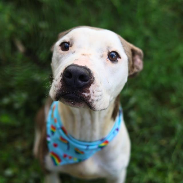 Shelter Stray Male Dog last seen Near BLOCK GAYLE, 4710 TX-151, San Antonio, TX 78227, USA