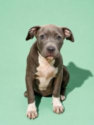 Shelter Stray Female Dog last seen Near BLOCK IRIS RUTH LN, 2020 Forest St, Jacksonville, FL 32204, USA