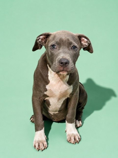 Shelter Stray Female Dog last seen Near BLOCK IRIS RUTH LN, 2020 Forest St, Jacksonville, FL 32204, USA