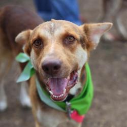 Shelter Stray Male Dog last seen OCEAN PORT, 4710 TX-151, San Antonio, TX 78227, USA