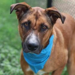 Shelter Stray Male Dog last seen Near BLOCK NE 410, 4710 TX-151, San Antonio, TX 78227, USA