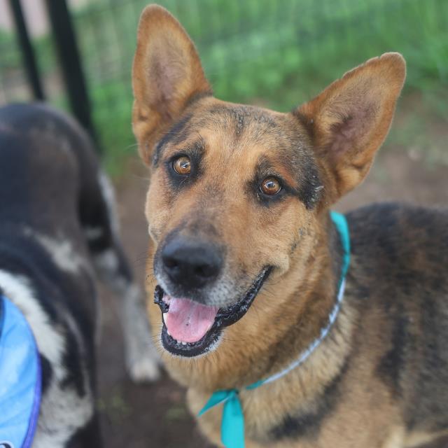 Shelter Stray Male Dog last seen ORIOLE & SENISA, 4710 TX-151, San Antonio, TX 78227, USA