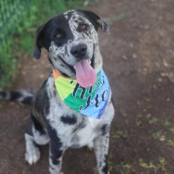 Shelter Stray Male Dog last seen ORIOLE & SENISA, 4710 TX-151, San Antonio, TX 78227, USA