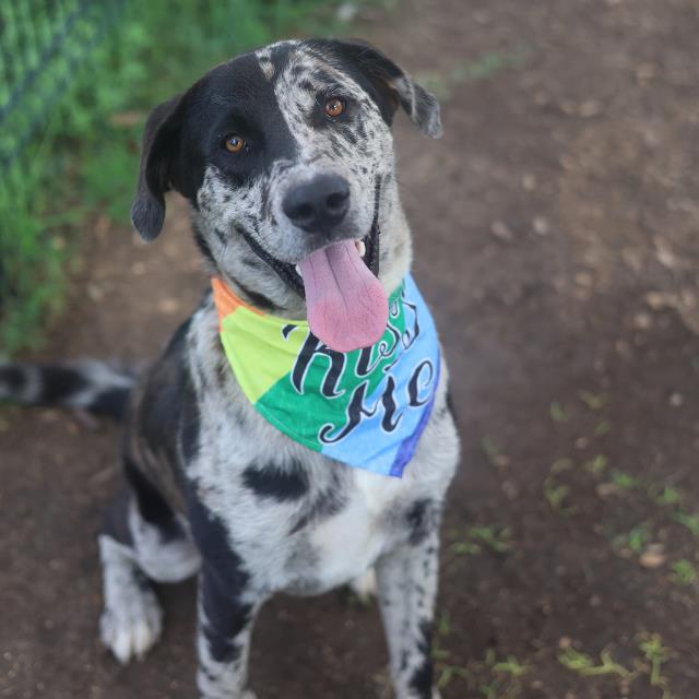 Shelter Stray Male Dog last seen ORIOLE & SENISA, 4710 TX-151, San Antonio, TX 78227, USA