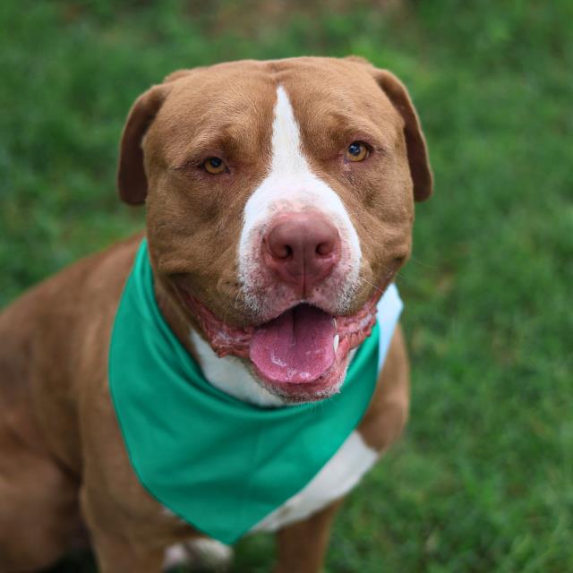 Shelter Stray Male Dog last seen Near BLOCK ZARZAMORA, 4710 TX-151, San Antonio, TX 78227, USA