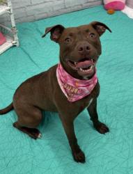 Shelter Stray Female Dog last seen Near BLOCK WHITCOMB ST, DETROIT MI 48235, 7401 Chrysler Dr, Detroit, MI 48211, USA