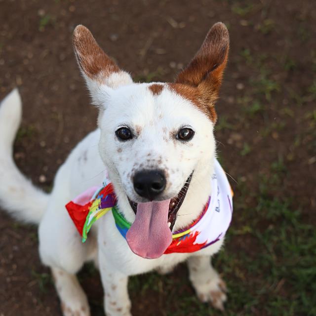 Shelter Stray Male Dog last seen SPRING CORAL, 4710 TX-151, San Antonio, TX 78227, USA