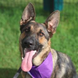 Shelter Stray Female Dog last seen Near BLOCK OF INGLETON, 4710 TX-151, San Antonio, TX 78227, USA