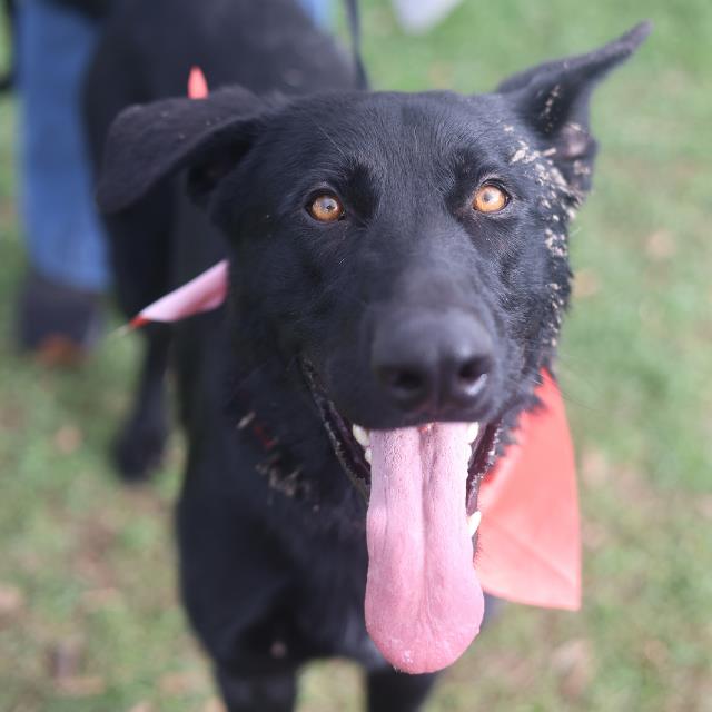 Shelter Stray Male Dog last seen Near BLOCK OF INGLETON, 4710 TX-151, San Antonio, TX 78227, USA