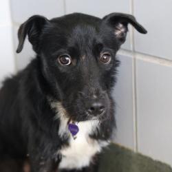 Shelter Stray Female Dog last seen GRAY RIDGE, 4710 TX-151, San Antonio, TX 78227, USA