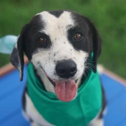 Shelter Stray Female Dog last seen SAN EDUARDO, 4710 TX-151, San Antonio, TX 78227, USA