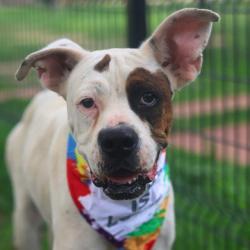 Shelter Stray Female Dog last seen Near BLOCK OF FIRNCIRCLE, 4710 TX-151, San Antonio, TX 78227, USA