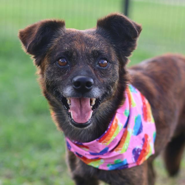 Shelter Stray Male Dog last seen COMPLEX AT 3711 MEDICAL, 4710 TX-151, San Antonio, TX 78227, USA