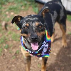 Shelter Stray Male Dog last seen Near BLOCK NE LOOP 410, 4710 TX-151, San Antonio, TX 78227, USA