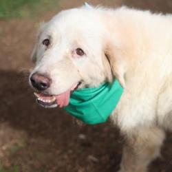Shelter Stray Male Dog last seen Near BLOCK SCHLEY AVE, 4710 TX-151, San Antonio, TX 78227, USA