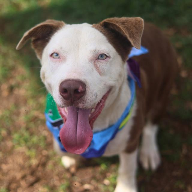 Shelter Stray Male Dog last seen Near BLOCK S PRESA ST, 4710 TX-151, San Antonio, TX 78227, USA