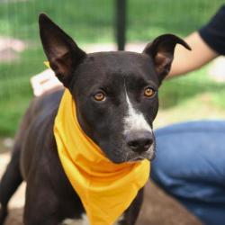 Shelter Stray Female Dog last seen Near BLOCK OF FRESNO, 4710 TX-151, San Antonio, TX 78227, USA