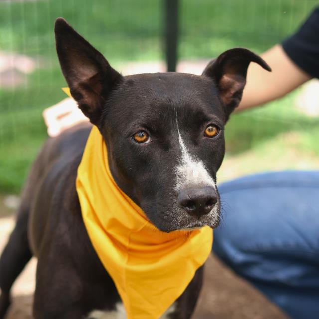 Shelter Stray Female Dog last seen Near BLOCK OF FRESNO, 4710 TX-151, San Antonio, TX 78227, USA