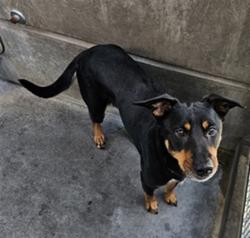 Shelter Stray Female Dog last seen , 3201 Lacy St, Los Angeles, CA 90031, USA