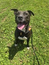Shelter Stray Female Dog last seen ROYAL DR, 10521 Baur Blvd, Olivette, MO 63132, USA