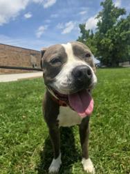 Shelter Stray Male Dog last seen Near BLOCK SOUTH BROADWAY, 10521 Baur Blvd, Olivette, MO 63132, USA