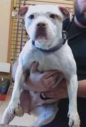Shelter Stray Female Dog last seen SR 52, 19640 Dogpatch Ln, Land O' Lakes, FL 34638, USA