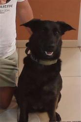 Shelter Stray Female Dog last seen MARK TWAIN DR IN FOX HOLLOW AREA, 19640 Dogpatch Ln, Land O' Lakes, FL 34638, USA