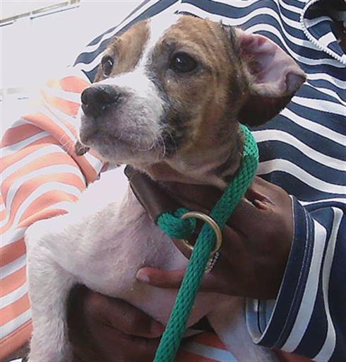 Shelter Stray Male Dog last seen QUAIL HOLLOW BLVD AND AVOCET DRIVE (NEAR QUAIL HOLLOW ELEMENTARY), 19640 Dogpatch Ln, Land O' Lakes, FL 34638, USA