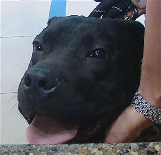 Shelter Stray Female Dog last seen SHADY HILLS AREA, 19640 Dogpatch Ln, Land O' Lakes, FL 34638, USA