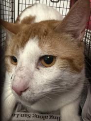 Shelter Stray Male Cat last seen , 14409 Vanowen St, Van Nuys, CA 91405, USA