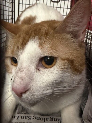 Shelter Stray Male Cat last seen , 14409 Vanowen St, Van Nuys, CA 91405, USA