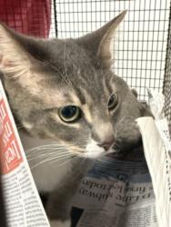 Shelter Stray Male Cat last seen , 14409 Vanowen St, Van Nuys, CA 91405, USA