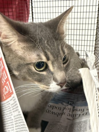 Shelter Stray Male Cat last seen , 14409 Vanowen St, Van Nuys, CA 91405, USA