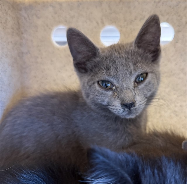 Shelter Stray Female Cat last seen ALAMANCE COUNTY, 221 Stone Quarry Rd, Burlington, NC 27217, USA