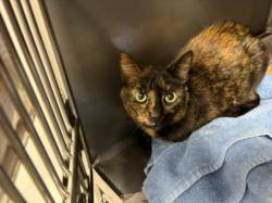 Shelter Stray Female Cat last seen , West Valley Animal Shelter, 20655 Plummer St, Chatsworth, CA 91311, USA