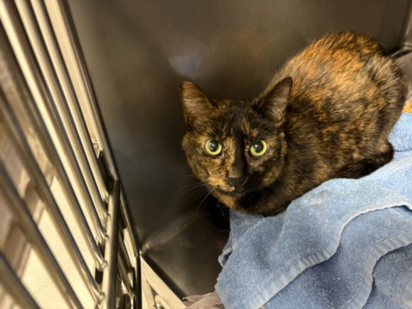 Shelter Stray Female Cat last seen , West Valley Animal Shelter, 20655 Plummer St, Chatsworth, CA 91311, USA