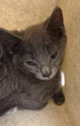 Shelter Stray Male Cat last seen ALAMANCE COUNTY, 221 Stone Quarry Rd, Burlington, NC 27217, USA