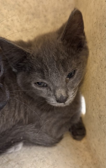 Shelter Stray Male Cat last seen ALAMANCE COUNTY, 221 Stone Quarry Rd, Burlington, NC 27217, USA