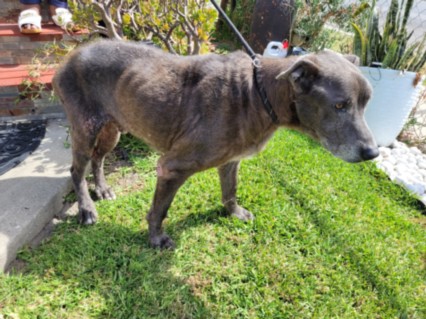 Shelter Stray Male Dog last seen , 957 N Gaffey St, San Pedro, CA 90731, USA
